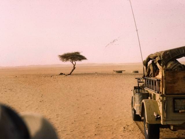 Arbre du Ténéré in 1961.