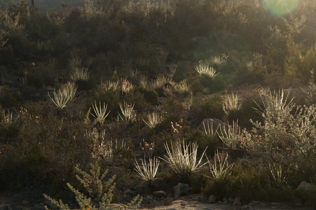 Drosophyllum lusitanicum, the Portuguese Sundew