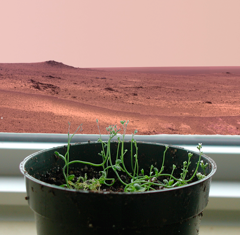 Arabidopsis gene expression in hypobaria