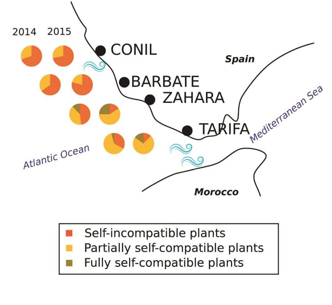 Unfavourable pollination environments promote evolution of a stable mixed reproductive system in angiosperms