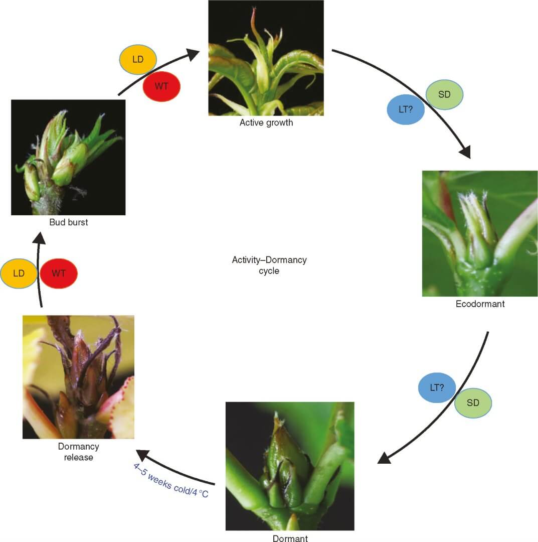 Seasonal changes that occur in the apex of hybrid aspen during the activity–dormancy cycle.