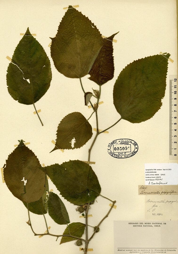 Genetic diversity of paper mulberry herbaria samples from the Pacific