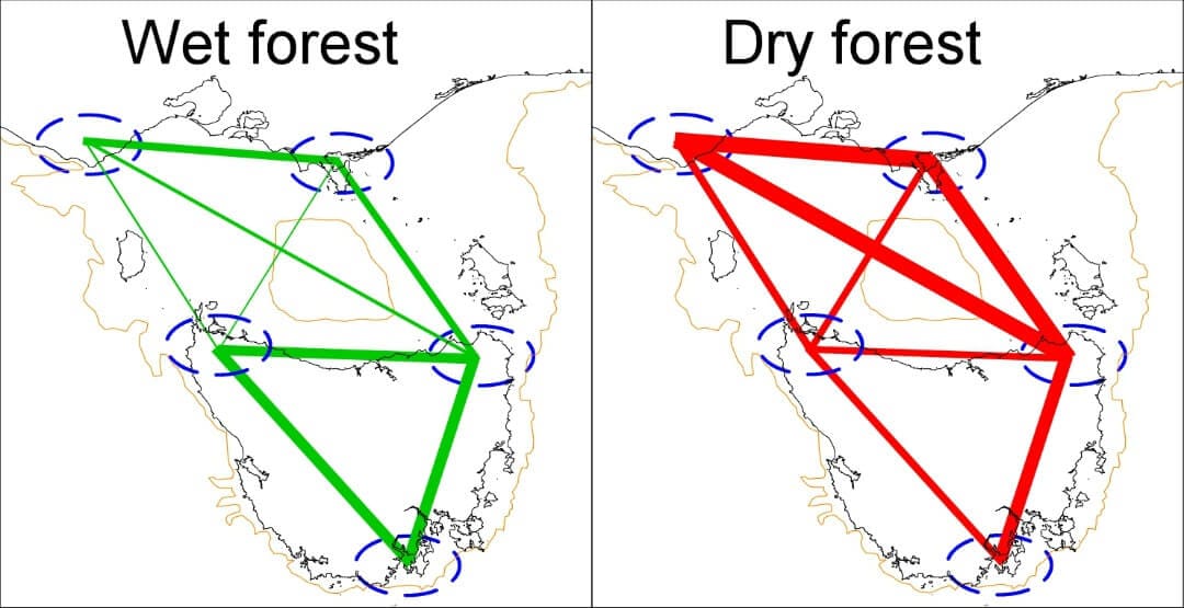 Biogeographic pattern analysis using chloroplast genome SNP mining