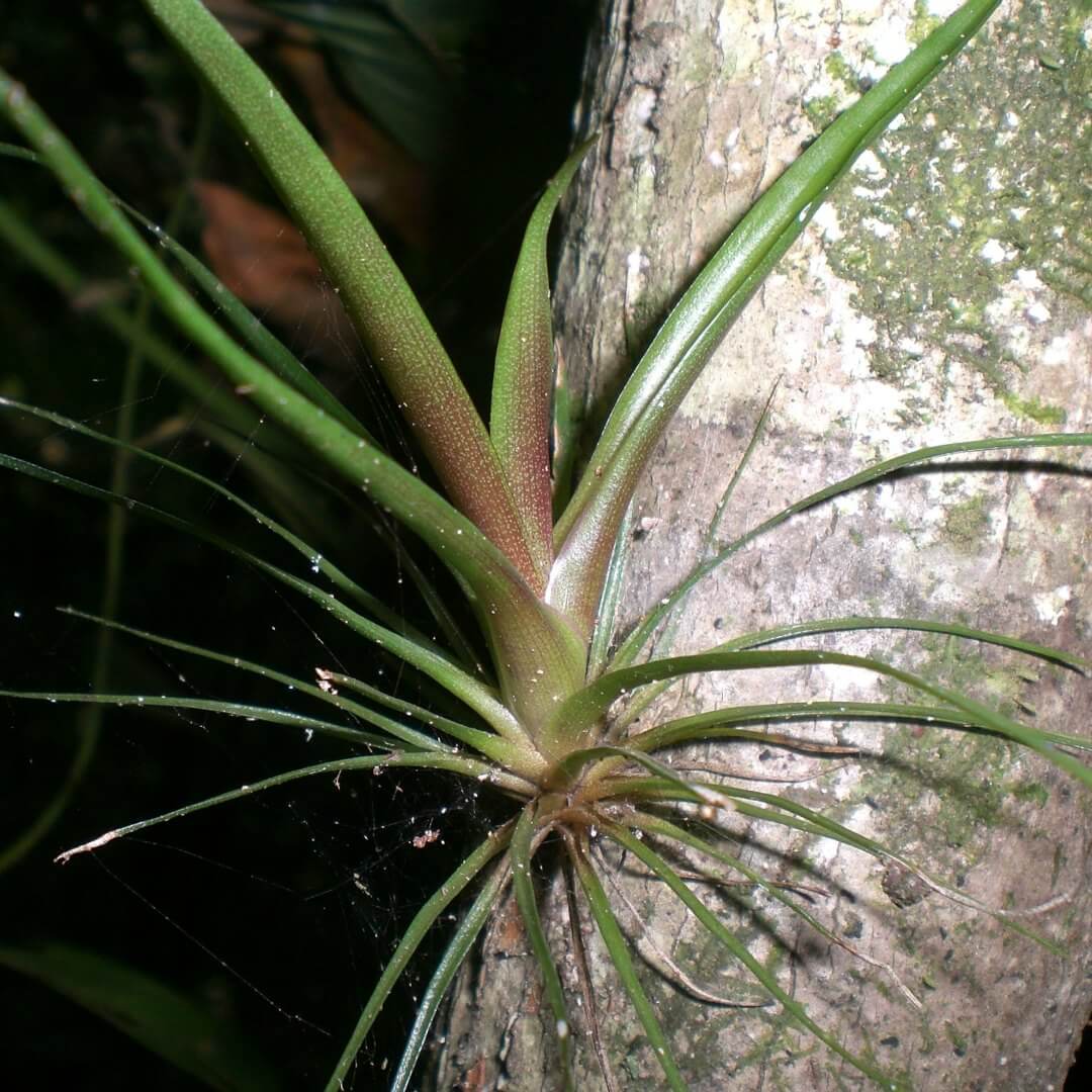Tillandsia