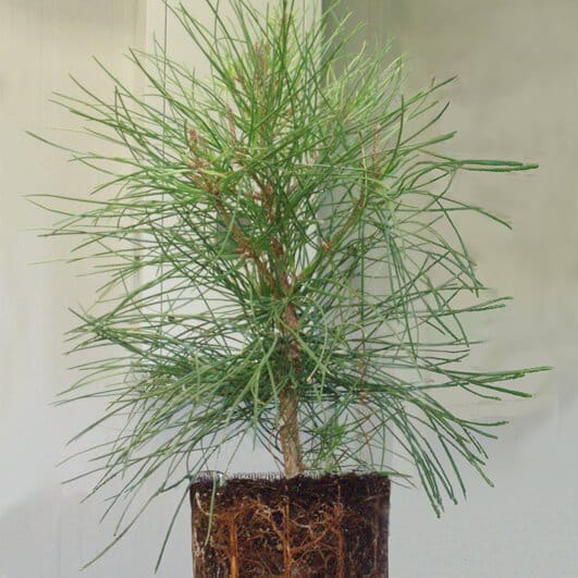 Interactive effects of [CO2] and water availability on maritime pine