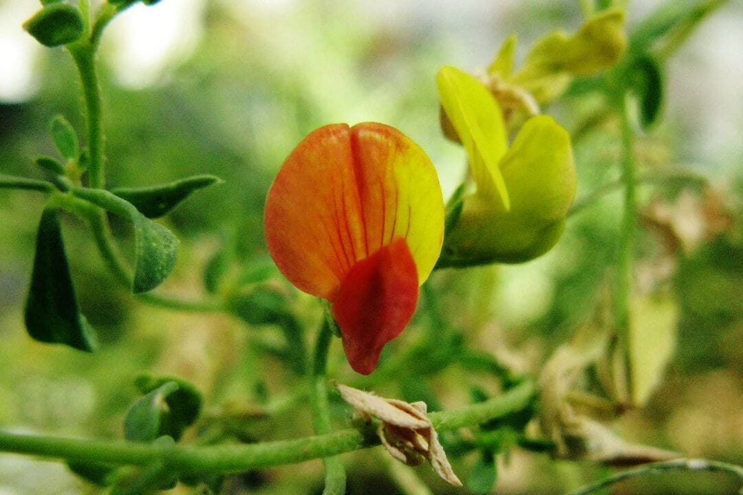 A transcriptome-based model for colour change in Lotus and emergence of bird pollination