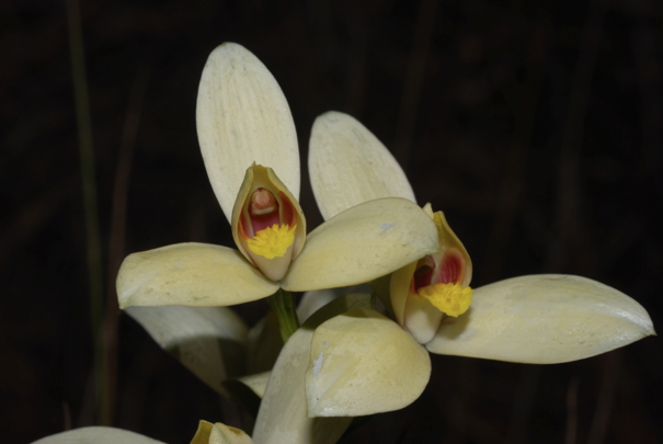 Evolution of pollination systems involving edible trichomes in orchids
