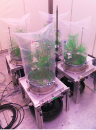 Quantification of monoterpene emission sources in response to drought