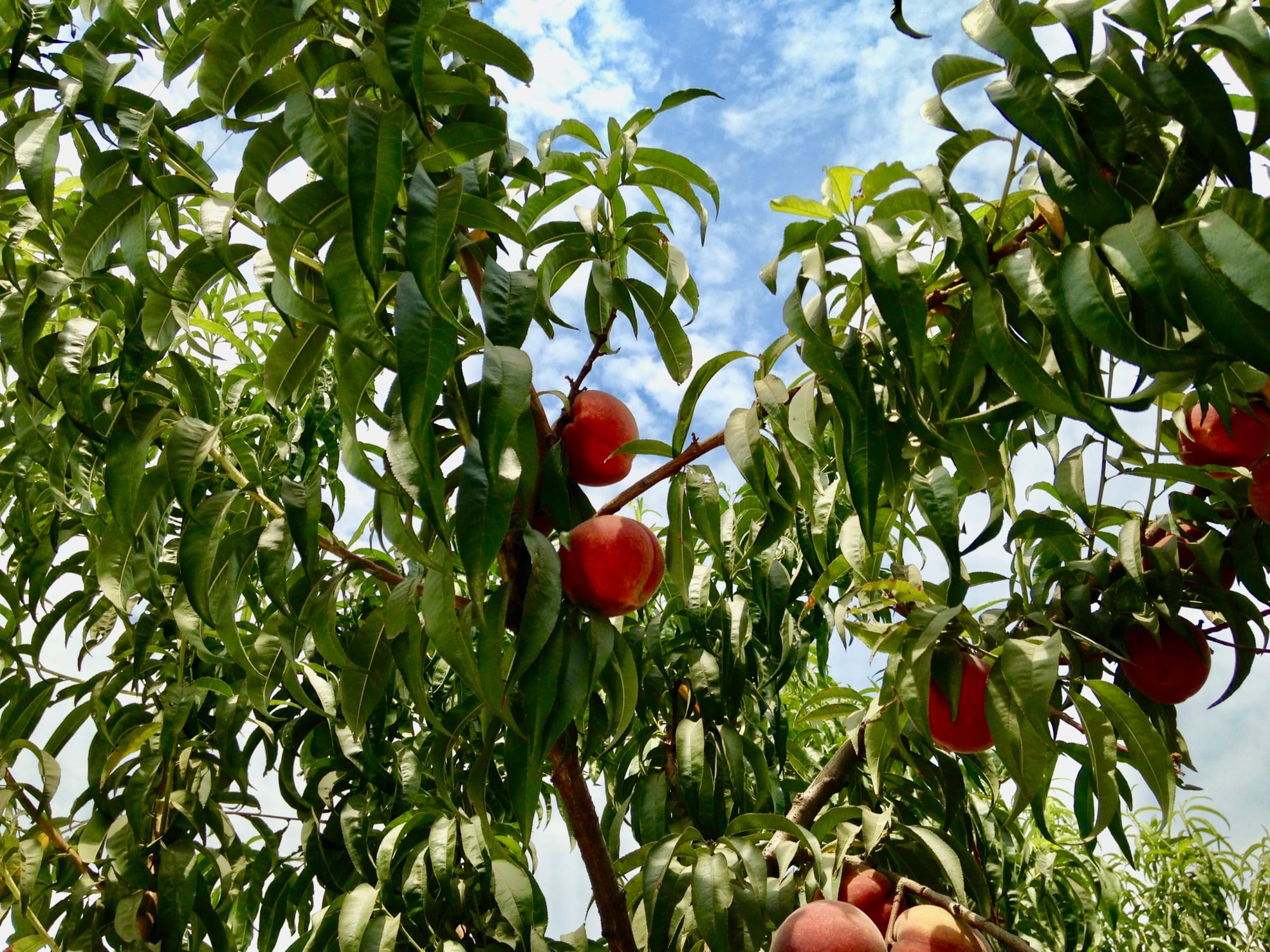 The phyllochron of peach trees varies with shoot type and irrigation