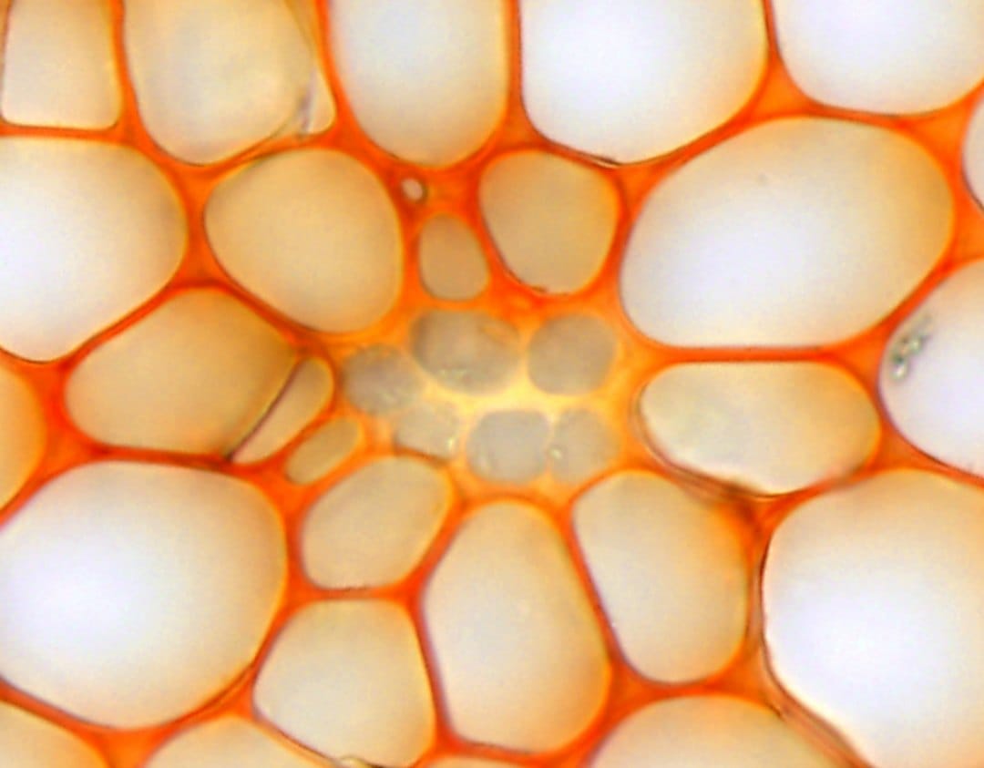 Thin-walled hydroids forming the central strand of Pleurozium schreberi.