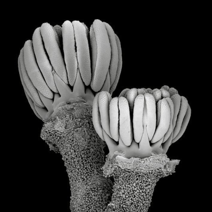 Nectary development and floral architecture in Geraniaceae and Hypseocharitaceae