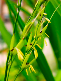 A panicle of wild rice