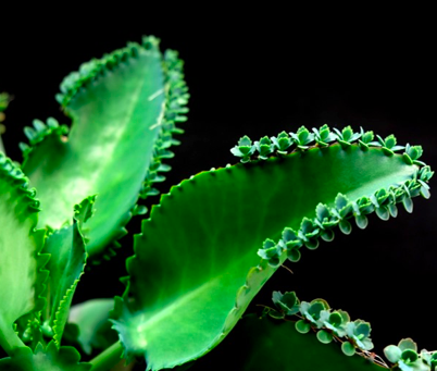 Benefits of self discrimination in roots