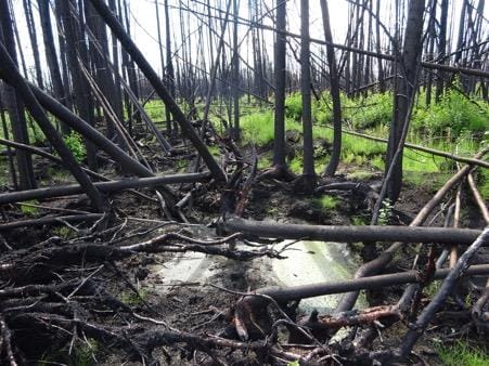 This heavily drained section of bog outside Fort McMurray, Alta., populated by larger black spruce trees, burned more severel