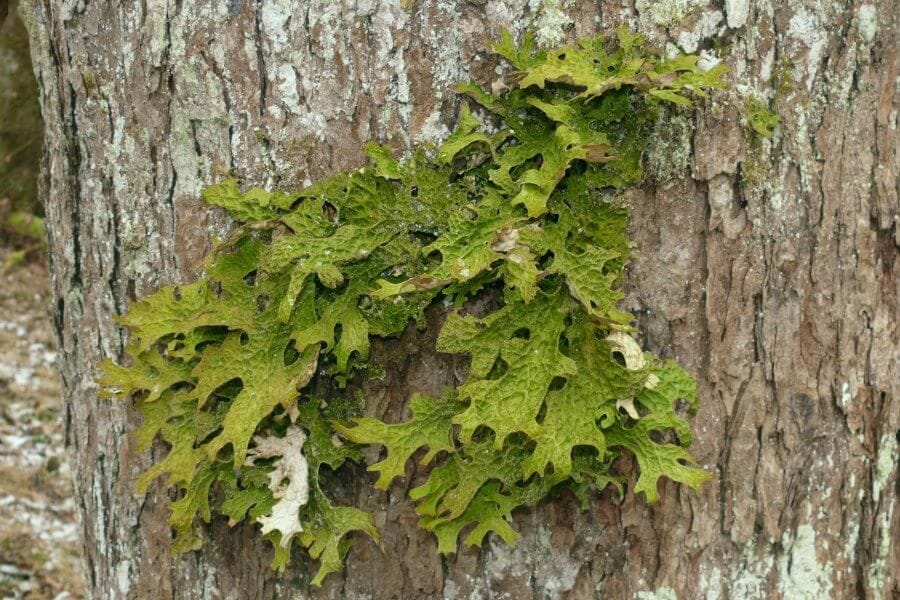 Lobaria pulmonaria