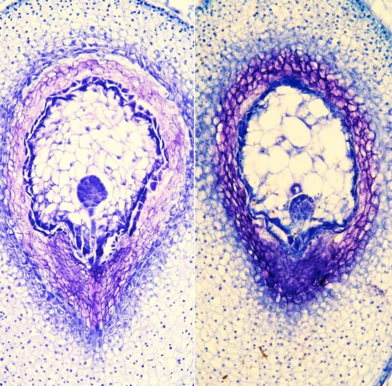 Histological sections of wild tomato