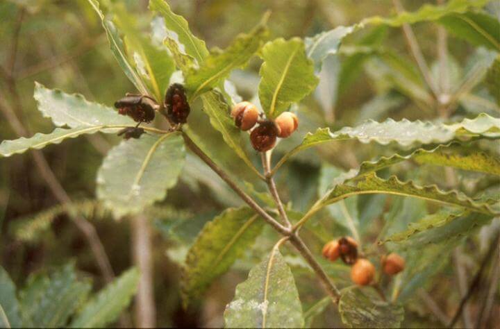 Pittosporum undulatum fruits