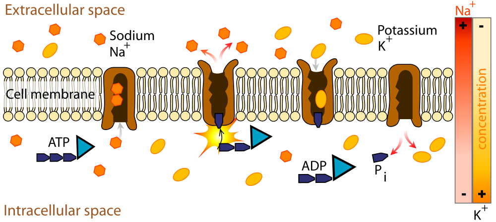 Example of primary active transport, where energy from hydrolysis of ATP is directly coupled to the movement of a specific su