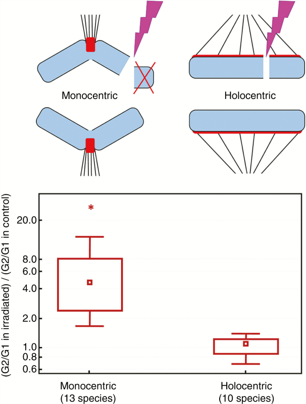 Fragmentation of holocentric and monocentric chromosomes and gamma radiation response in monocentrics and holocentrics.