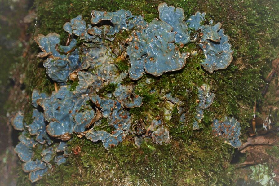 Lobarina scrobiculata