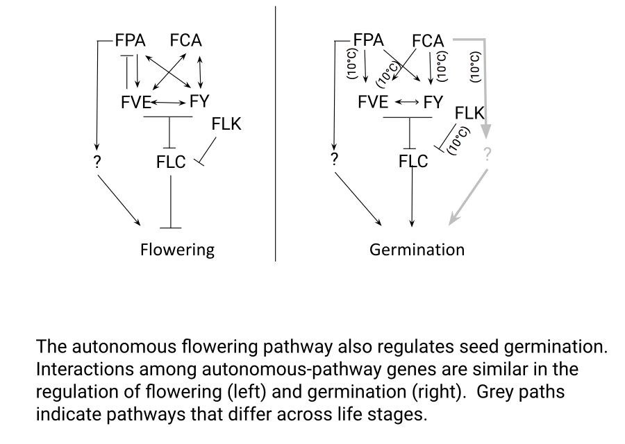 Inferred genetic pathway whereby genes in the autonomous flowering-time pathway influence flowering and germination, via the