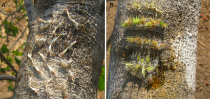 Dispersal and establishment of vascular epiphytes in modified landscapes