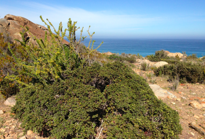 Intra-specific facilitation promotes the recruitment of a desert shrub