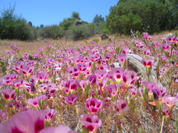 Contrasting soil-texture niches, competitive abilities, and coexistence