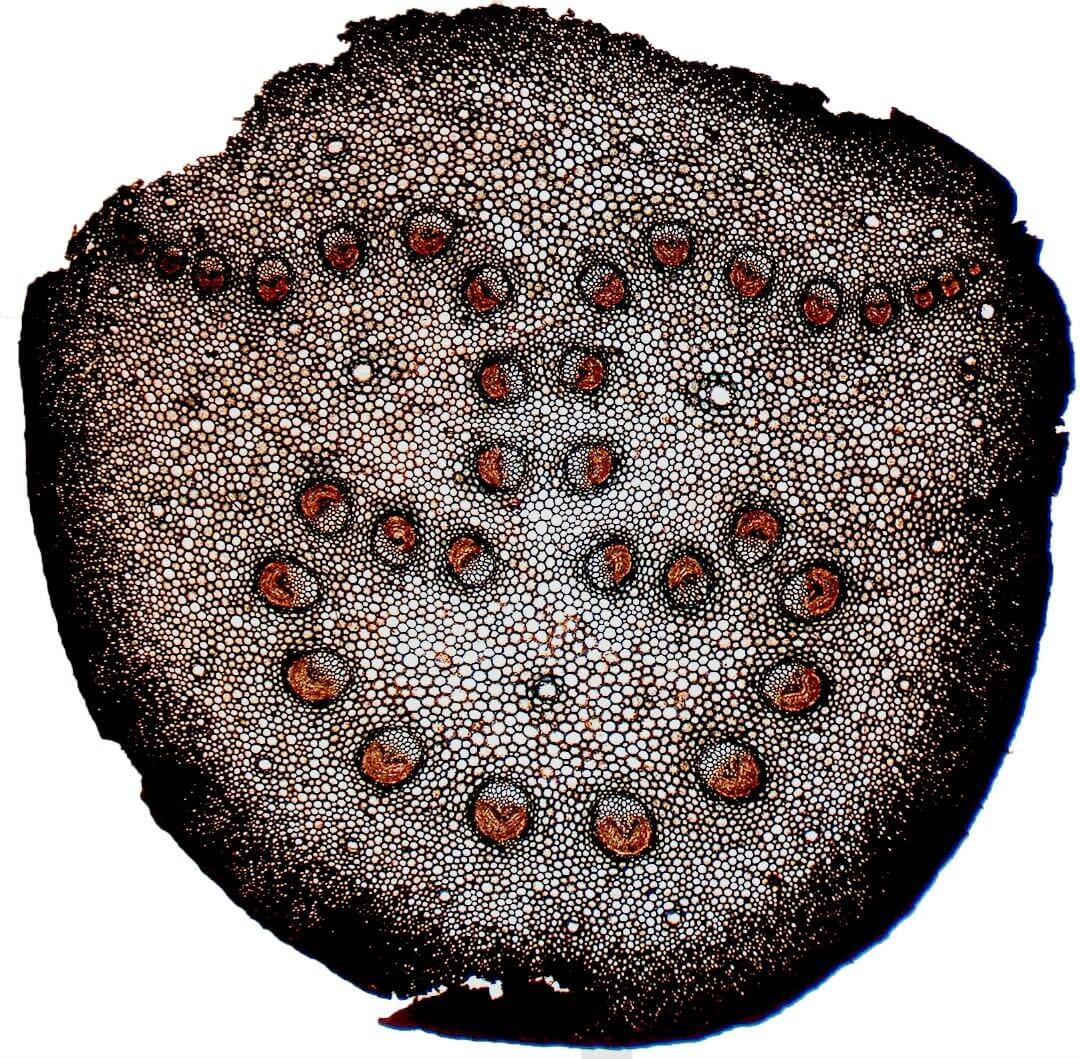 Petiole base displaying the inverted omega pattern.