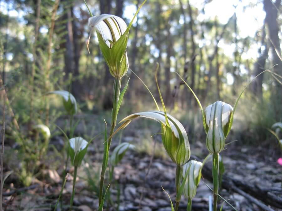 The orchid Pterostylis revoluta