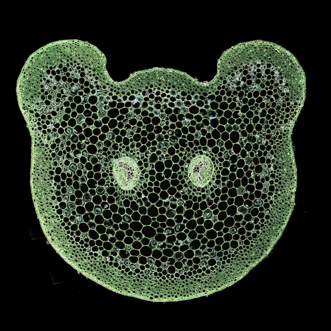 Transverse section through the petiole of Asplenium rutifolium