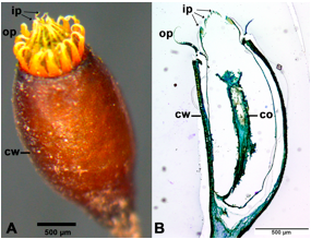 Spore liberation in mosses