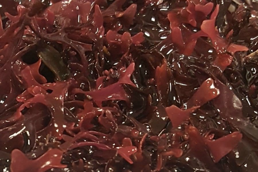 Chondrus cripsus (Irish moss)