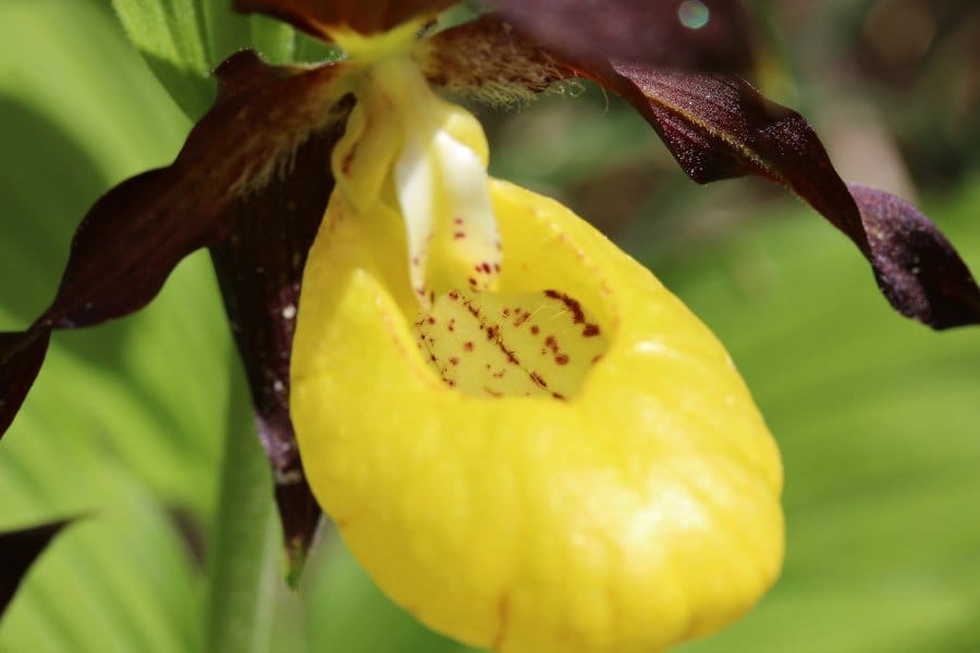 Cypripedium calceolus, the lady's slipper orchid.