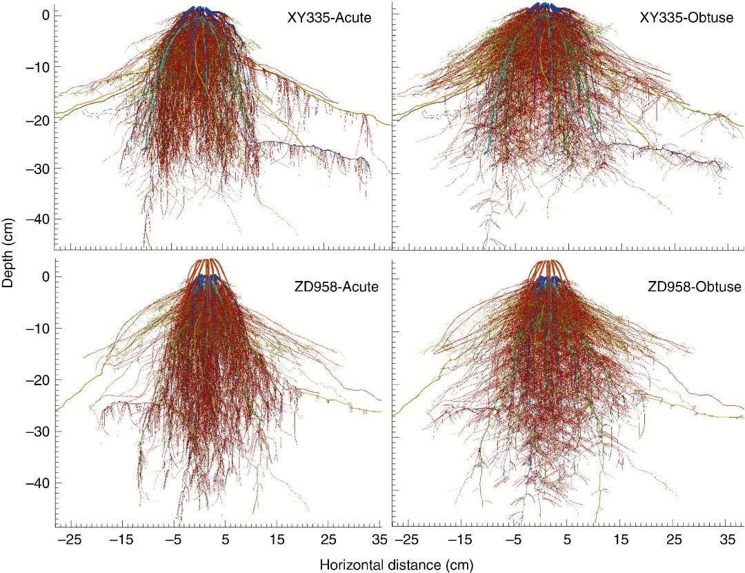 The reconstructed three-dimensional root system architecture models for individual maize plants at the grain-filling stage of