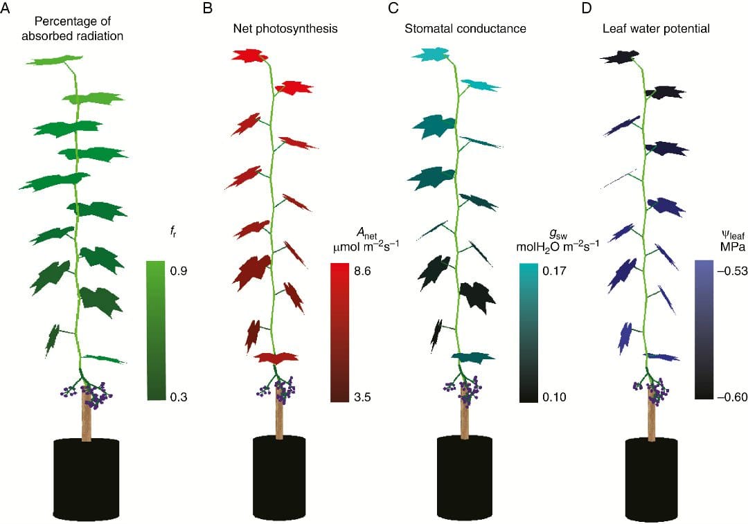 Illustration of the simulated percentage of absorbed radiation (A), net photosynthesis (B), stomatal conductance (C) and leaf