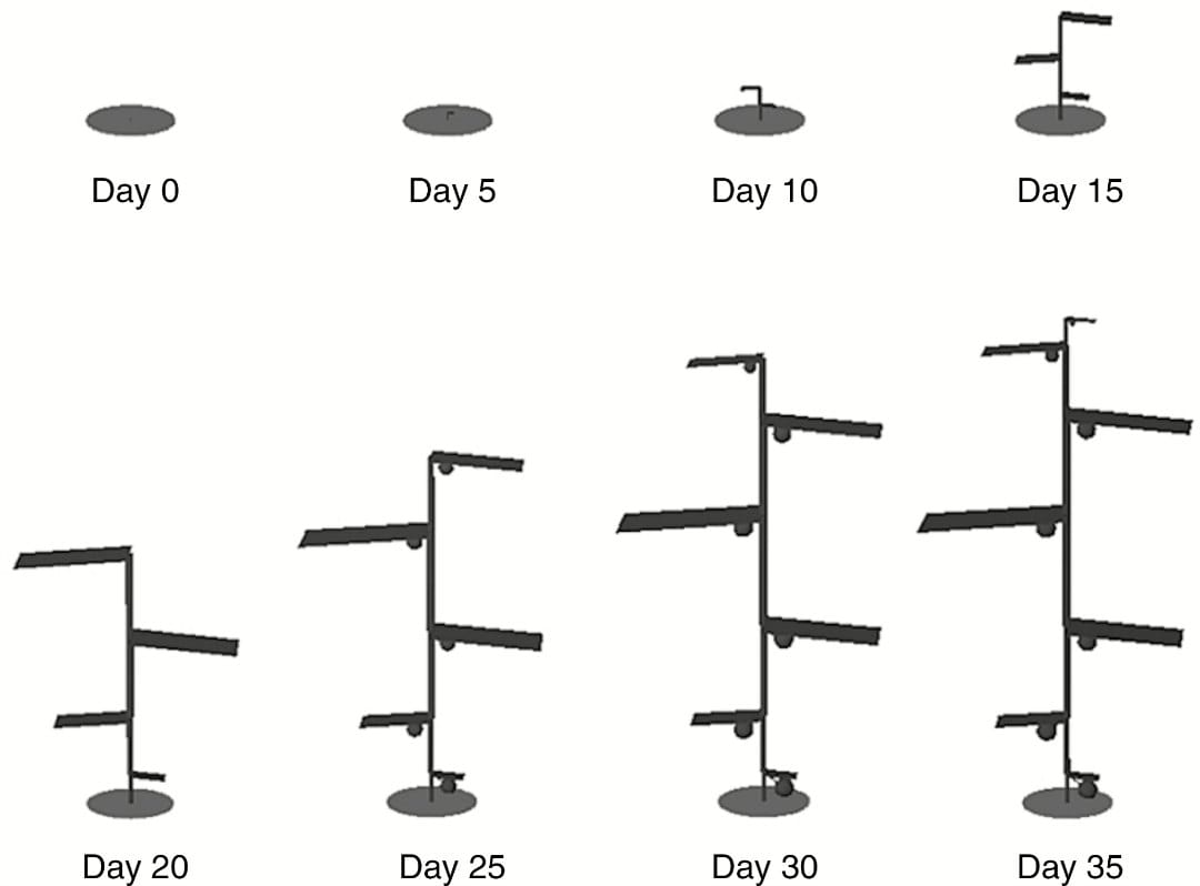 Dimensions of a basic plant architecture in 5-d intervals