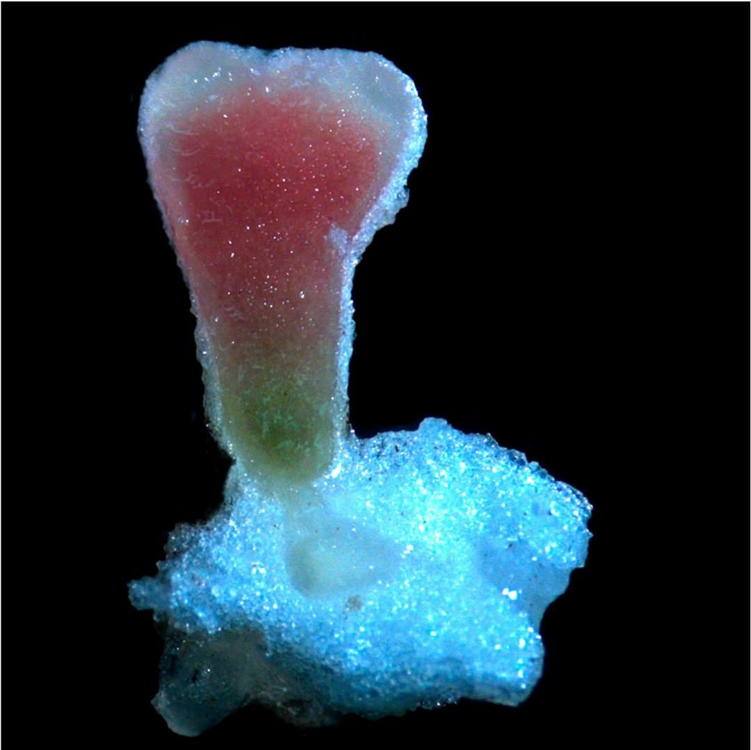 A cross section of a Melilotus siculus root