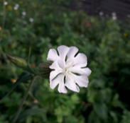 Diurnal and nocturnal pollination in a nursery-pollinated species