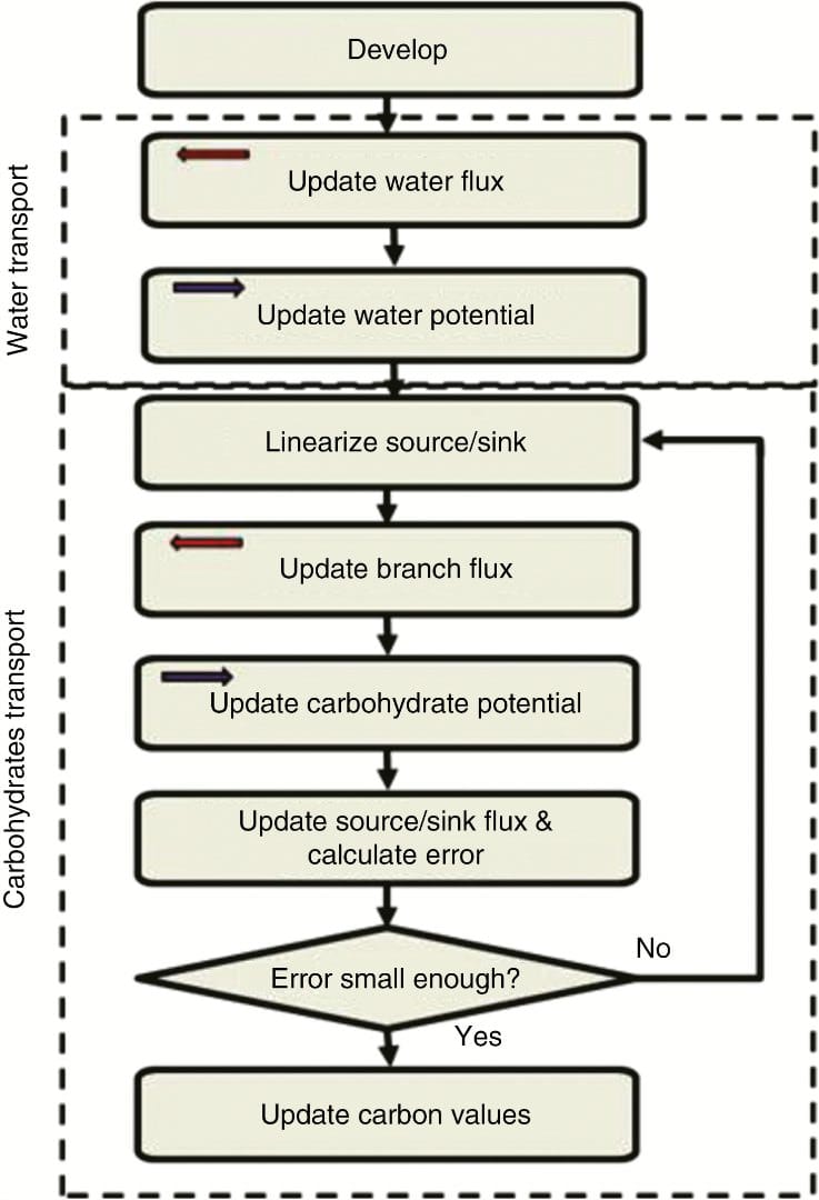 Phases of the simulation, each performed by an L-system derivation step. Arrows in the phase bo