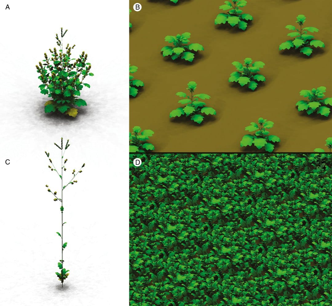 Simulated plant phenotypes