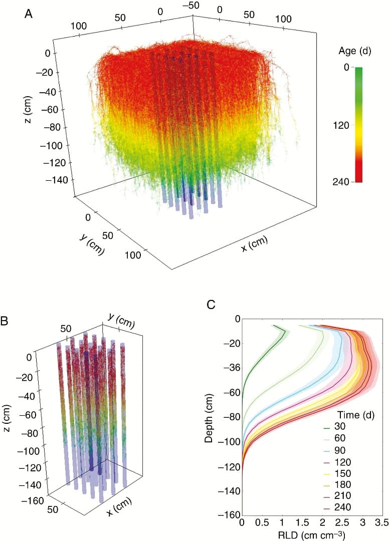 Field-scale simulation of T. aestivum