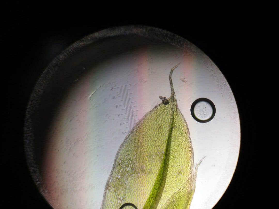A leaf viewed through a microscope