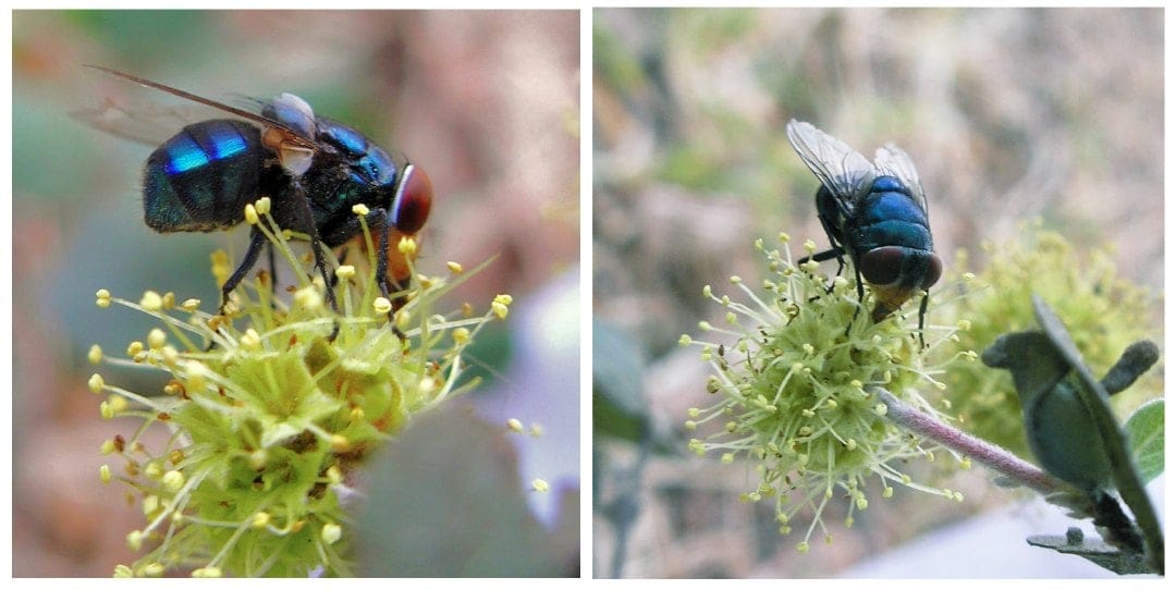 Insect pollinators of Anogeissus sericea var. nummularia.