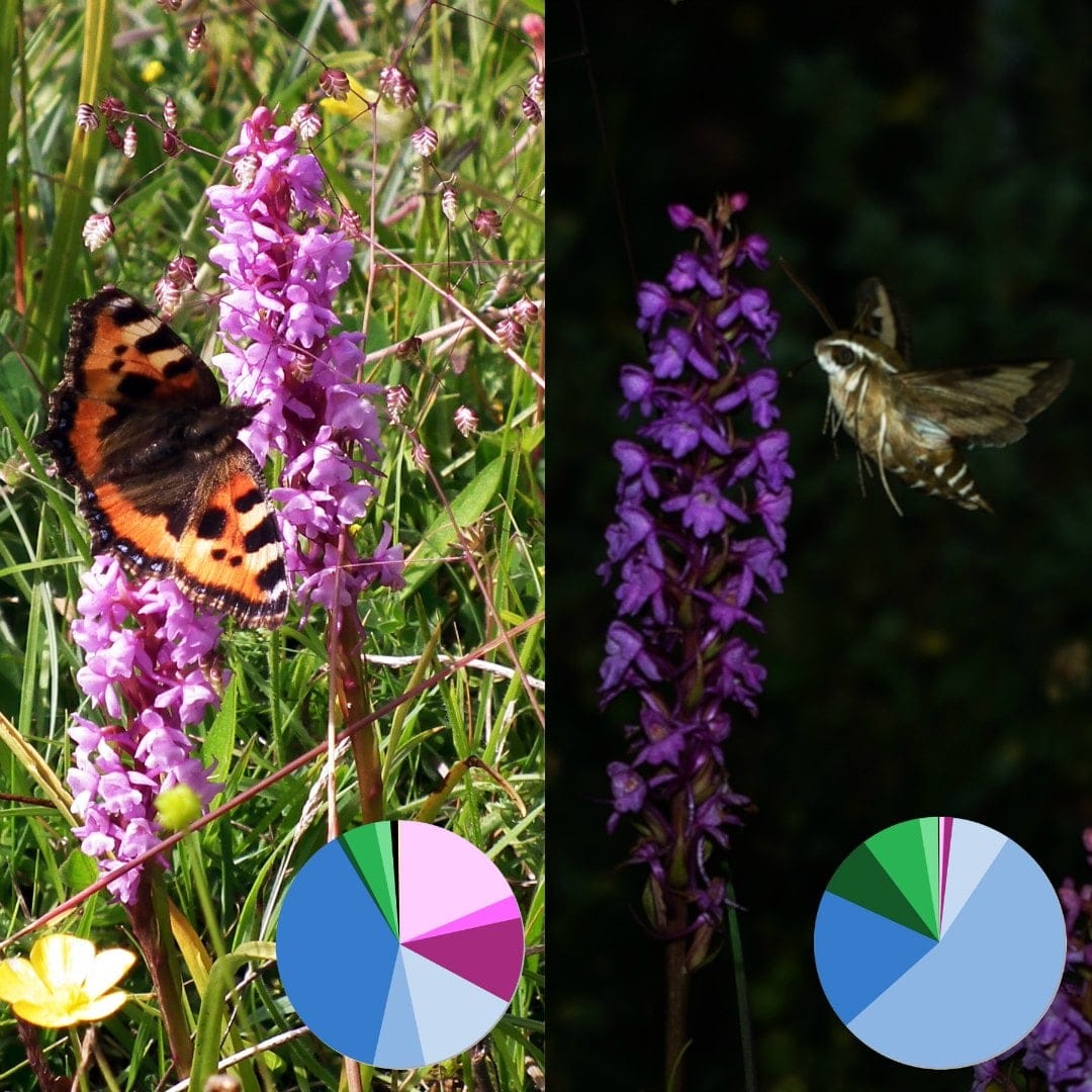 An orchid matches its scent emission rhythm to the local pollinators