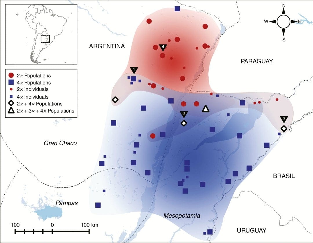 Map displaying all collection localities of P. intermedium and ploidy levels determined in the present study