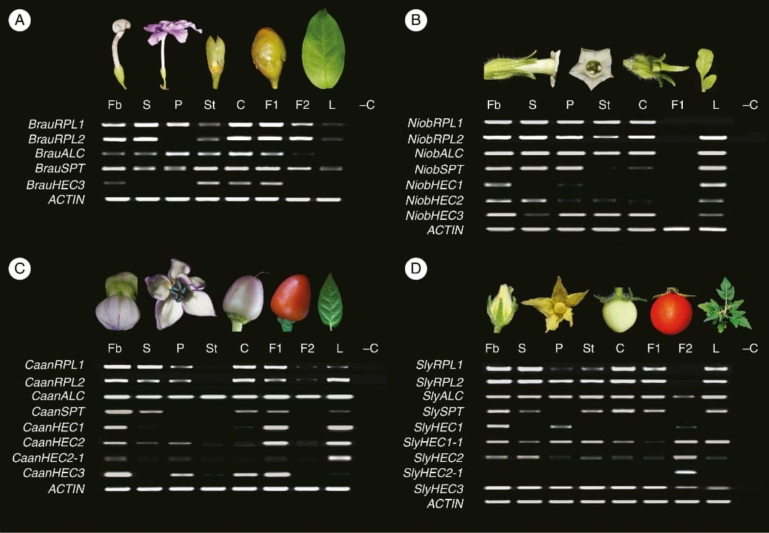 Expression analyses of ALCATRAZ, HECATE, REPLUMLESS and SPATULA homologues in four species of Solanaceae with dry dehiscent a