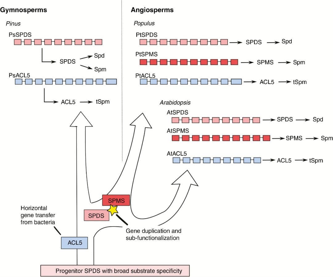 Proposed model for evolution of aminopropyltransferases in seed plants.