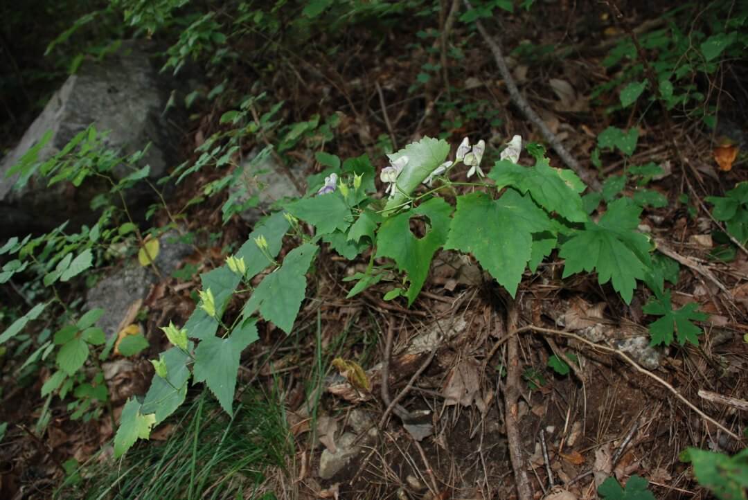A picture of Aconitum austrokoreense