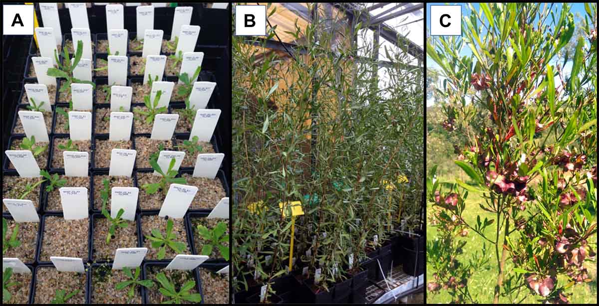 Functional acclimation across microgeographic scales in Dodonaea viscosa